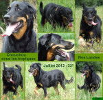 Beauceron. Choubidou De La Terre Sacrée de Marius - Beauceron