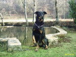 ma beauceronne bianca - Beauceron