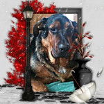 beauceron - Beauceron