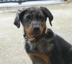 Beauceron, Indigo - Beauceron