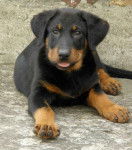 Photo de Beauceron : C'SPHYNX du Temple de Feu - Beauceron
