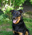 Photo de Beauceron : C'quelern du Perouet - Beauceron