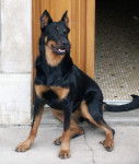 Photo de Beauceron : Uxem du Perouet - Beauceron