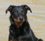 Photo de Beauceron : C'quelern du Perouet - Beauceron