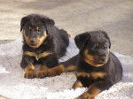Deux chiots Beaucerons allongés sur un plaid