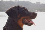 Photo Beauceron : Kaïkou du Perouet - Beauceron