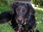 Baxter du Stuyver Veld - Beauceron