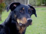 BAHIDJA des Dolines de l'Oural - Beauceron