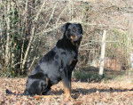 Amox du Haut Marais - Beauceron