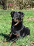Amox du Haut Marais - Beauceron