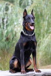 Toumaï du Mûrier de Sordeille - Beauceron