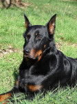 Toumaï du Mûrier de Sordeille - Beauceron