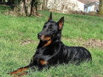 Toumaï du Mûrier de Sordeille - Beauceron