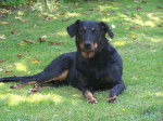 Atahya du Domaine de la Grasse 3 ans - Beauceron (3 ans)