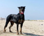 U'd'phibbie a 2 ans et demi - Beauceron (2 ans et demi)
