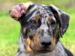 Aken (3 mois) - Beauceron