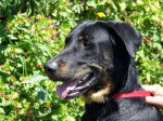 Pirate (18 mois) - Beauceron