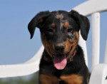 Dolce fille de akka et busco - Beauceron