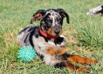 Drew - Beauceron