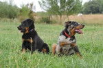 DoumaÏ et Drew - Beauceron
