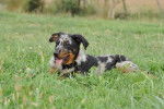 Drew beauceronne arlequine (2 mois) LOF - Beauceron