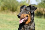 Akka - Beauceron