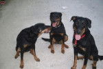 BRIXIE ALTEA et LADY - Beauceron