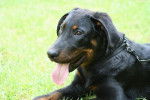 Dragon du Stuyver - Beauceron Mâle