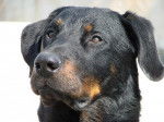 Cousteau de la Rosée du Soleil 1 an - Beauceron