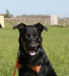 Cooper du Domaine du Bois de Chartres - Beauceron