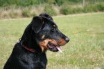 Damas du Domaine du Bois de Chartres - Beauceron