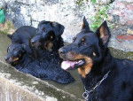 César, Delta et Susie - Beauceron