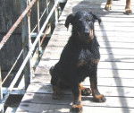 DELTA DE SAINTE PETRONILLE - Beauceron