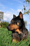 Unic - Beauceron