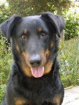 A'Talia du Domaine de Belle Rose - Beauceron