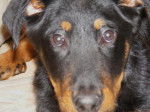 Chinook Beauceron de 16 mois - Beauceron (1 an et 4 mois)