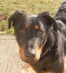 Chinook Beauceron - Beauceron