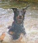 Chinook - Beauceron
