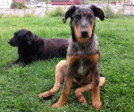Heydie 4 mois - Beauceron (4 mois)