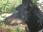 Portrait Karl - Beauceron