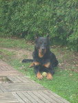 Usko - Beauceron Mâle (6 mois)
