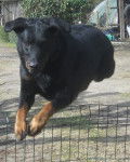 hulma - Beauceron (2 ans)