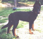 Tao à 4 mois environ ......... - Beauceron (4 mois)