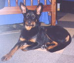 Tao à 6 mois ........ - Beauceron (6 mois)