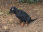 Le Clan des Erynies - Beauceron