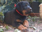 Le Clan des Erynies - Beauceron