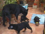 Le Clan des Erynies - Beauceron