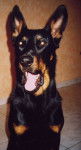 Tao en novembre 2003 - Beauceron
