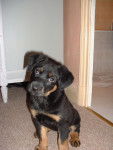 Photo Beauceron (2 mois)
