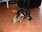 Nourka et comete - Beauceron